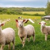 milwards-lambs